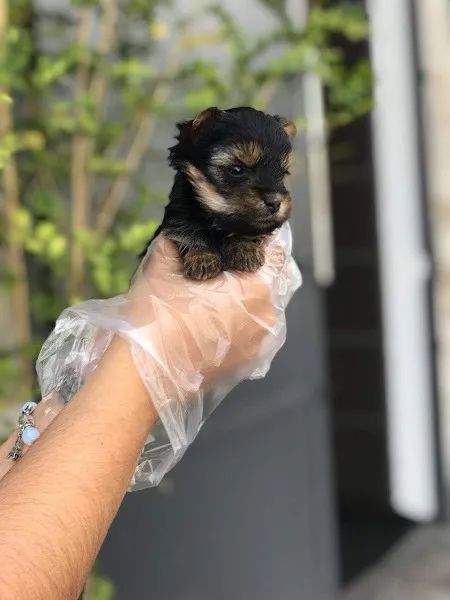 Yorkshire Terrier baby face,super pequenos e garantia de saude 