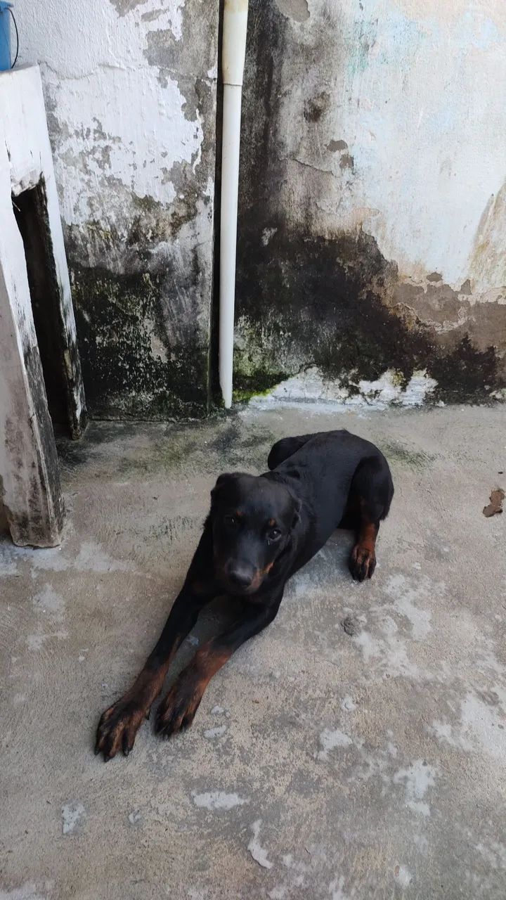 Filhote de rottweiler fêmea - Foto 3