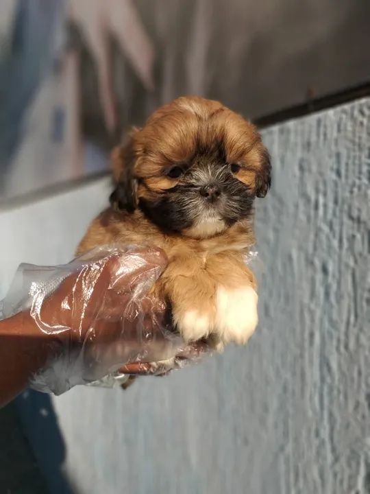 Filhotes de Cachorro: Encante-se com a Beleza e Carinho !!