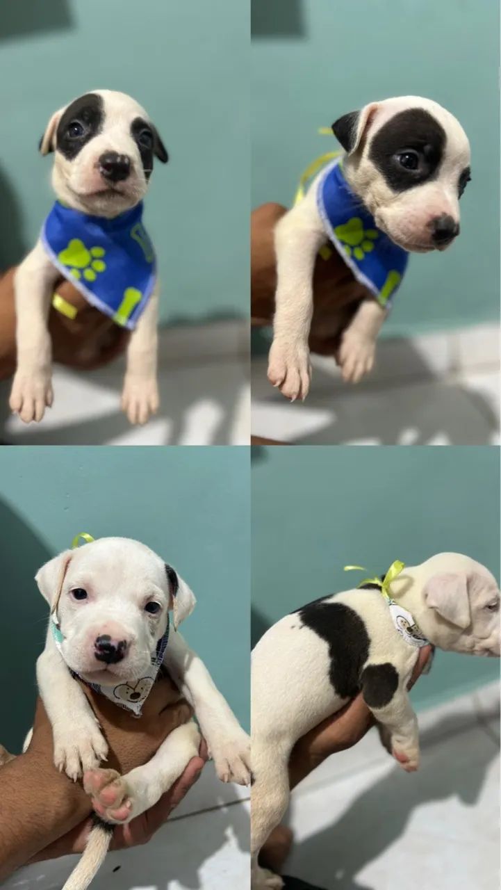Filhotes Pitbull Macho - Foto 3