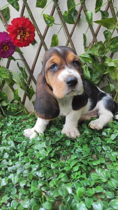 BassetHound Alto Padrão