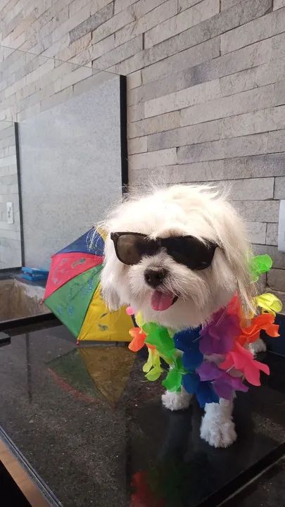 Tosa e banho em domicílio  - Foto 6