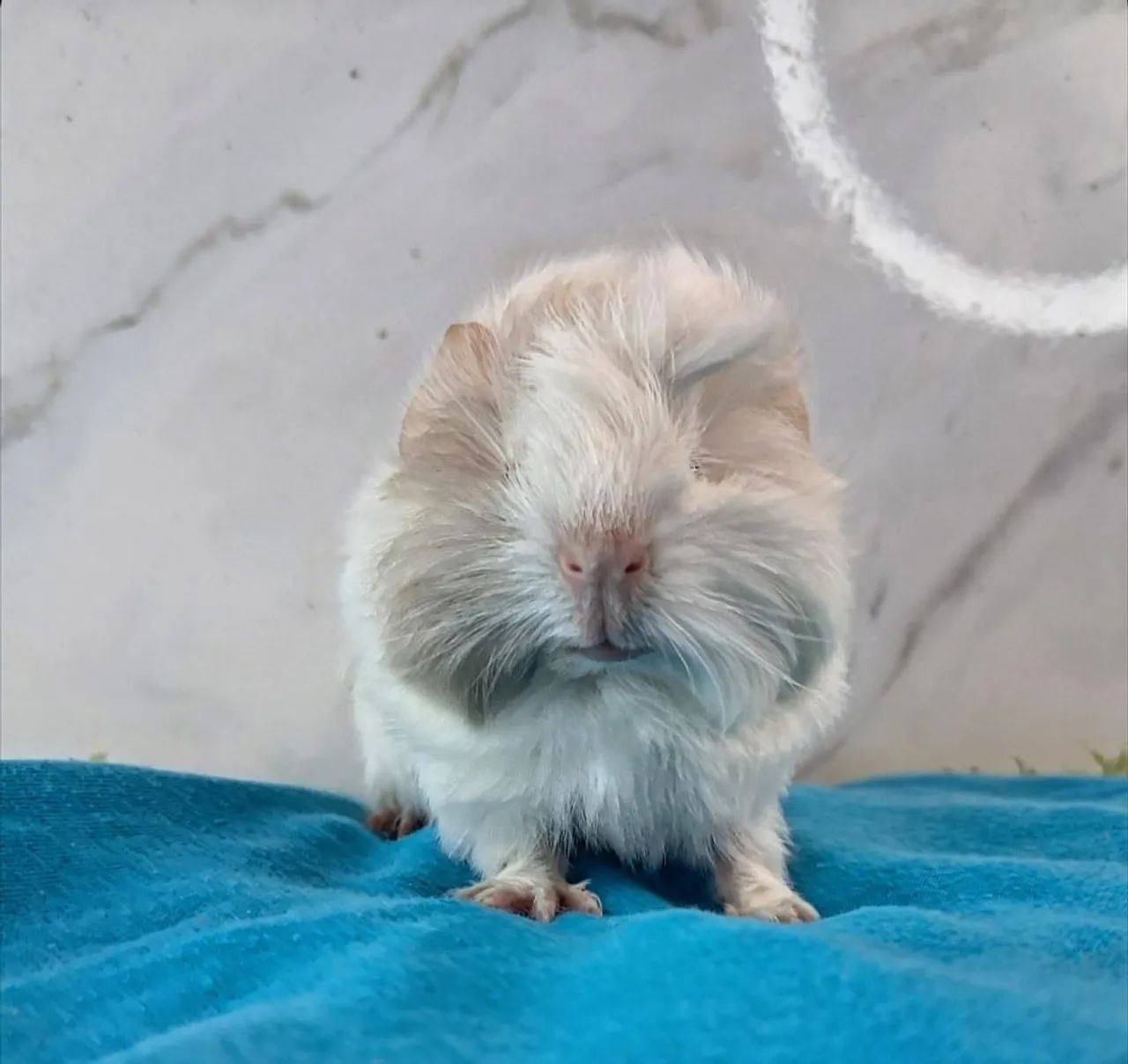 Porquinho da india - Foto 2