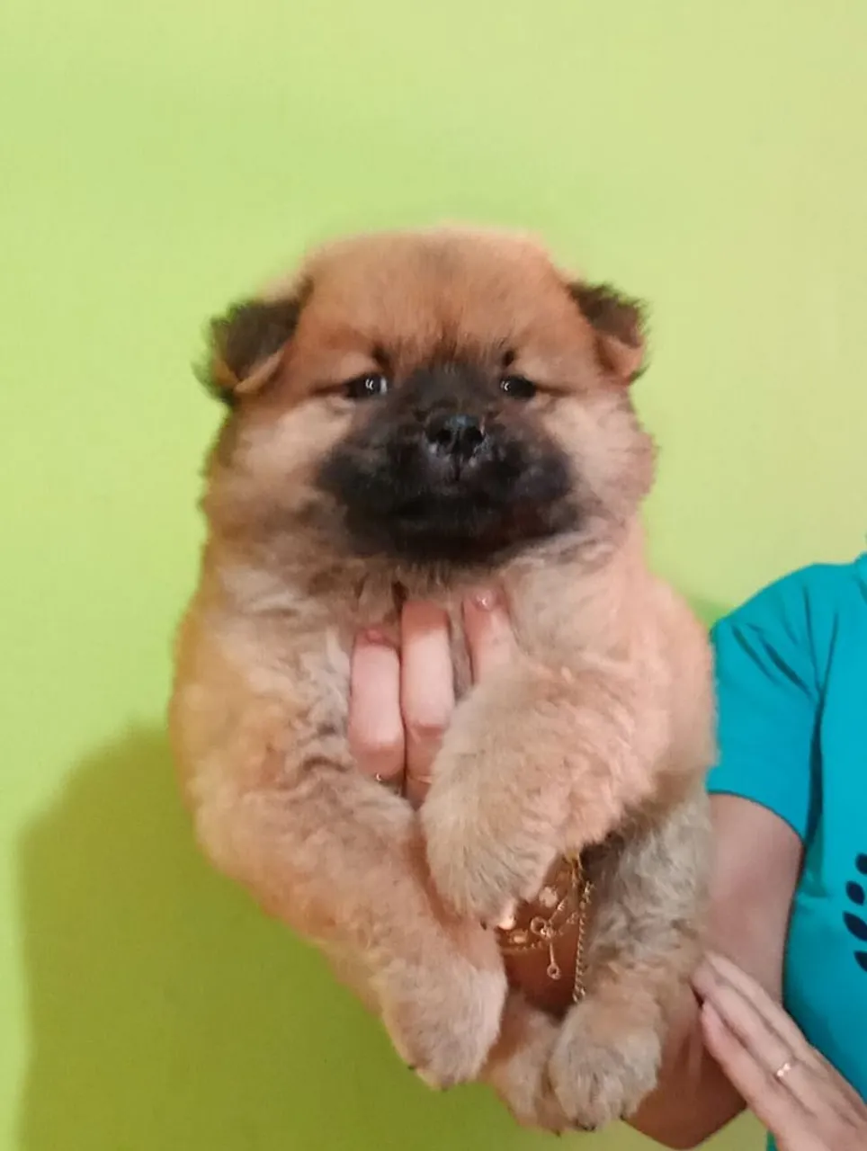 Chow Chow barato