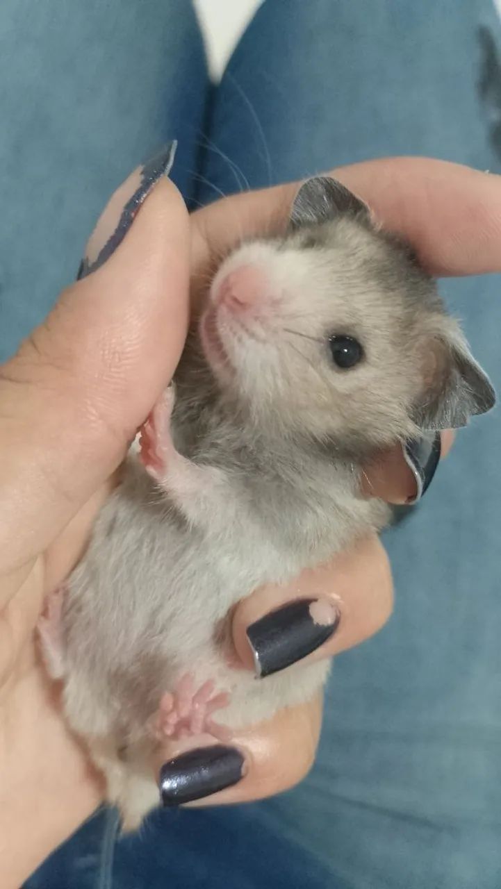 Hamster bebê super fofinho tem fêmea e macho 1 mês e 23 dias 