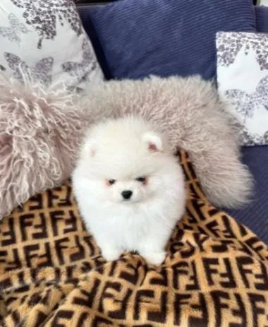 Spitz Alemão mini premium branco neve