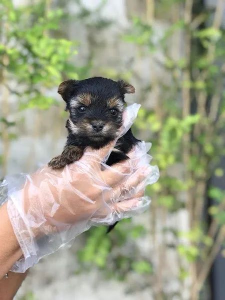 Yorkshire Terrier baby face,super pequenos e garantia de saude  - Foto 2