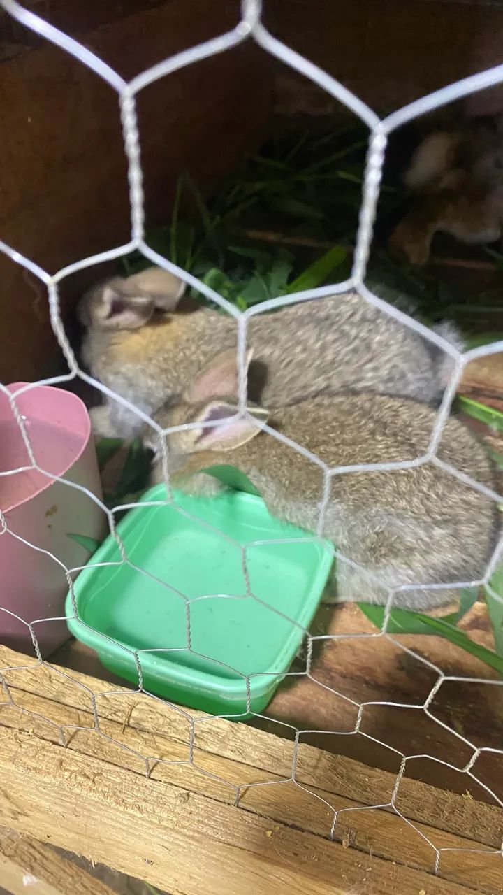 Coelhos64304360527490122