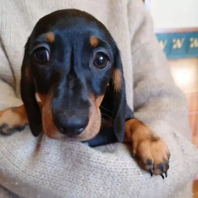 Vende-se Cachorro Basset, Dachshund/Teckel/ Salsicha/Cofap - Filhotes Macho e Fêmea