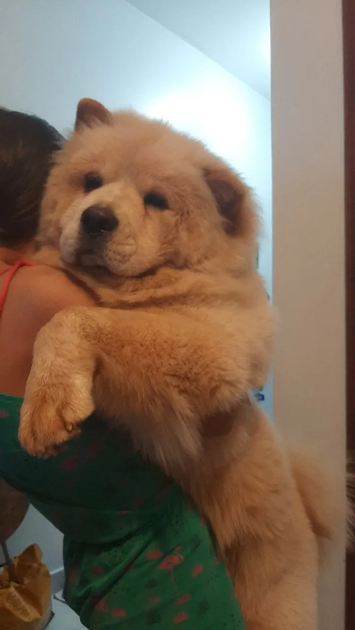 Filhotinhos Macho de Chow chow creme e branco