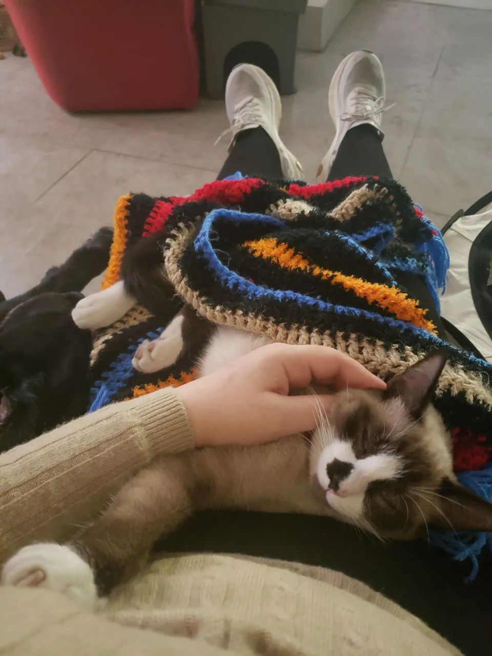 GATA PERDIDA - VILA REGENTE FEIJÓ / TATUAPÉ - SP - Foto 2