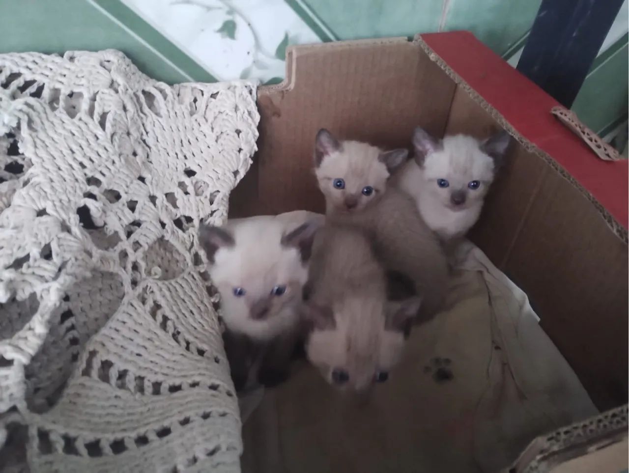 Doa-se gatinhos - Foto 2