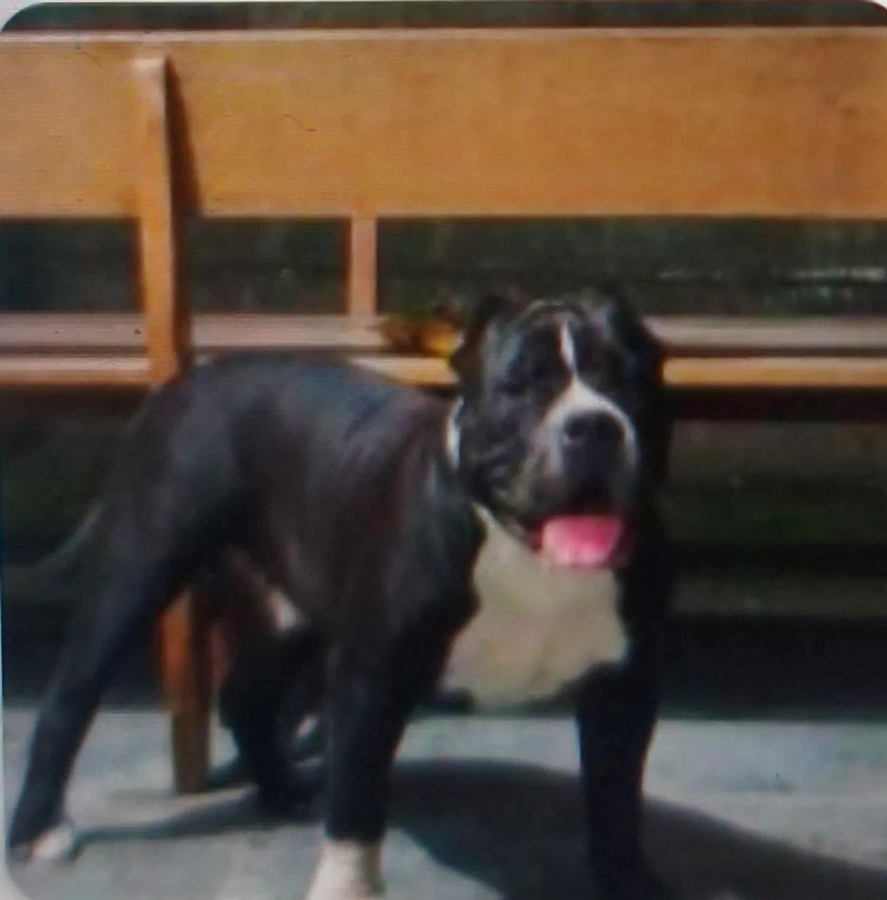 American Bully Macho - Amigável