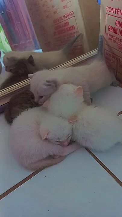 Gatinhos fofinhos para adoção - Foto 2