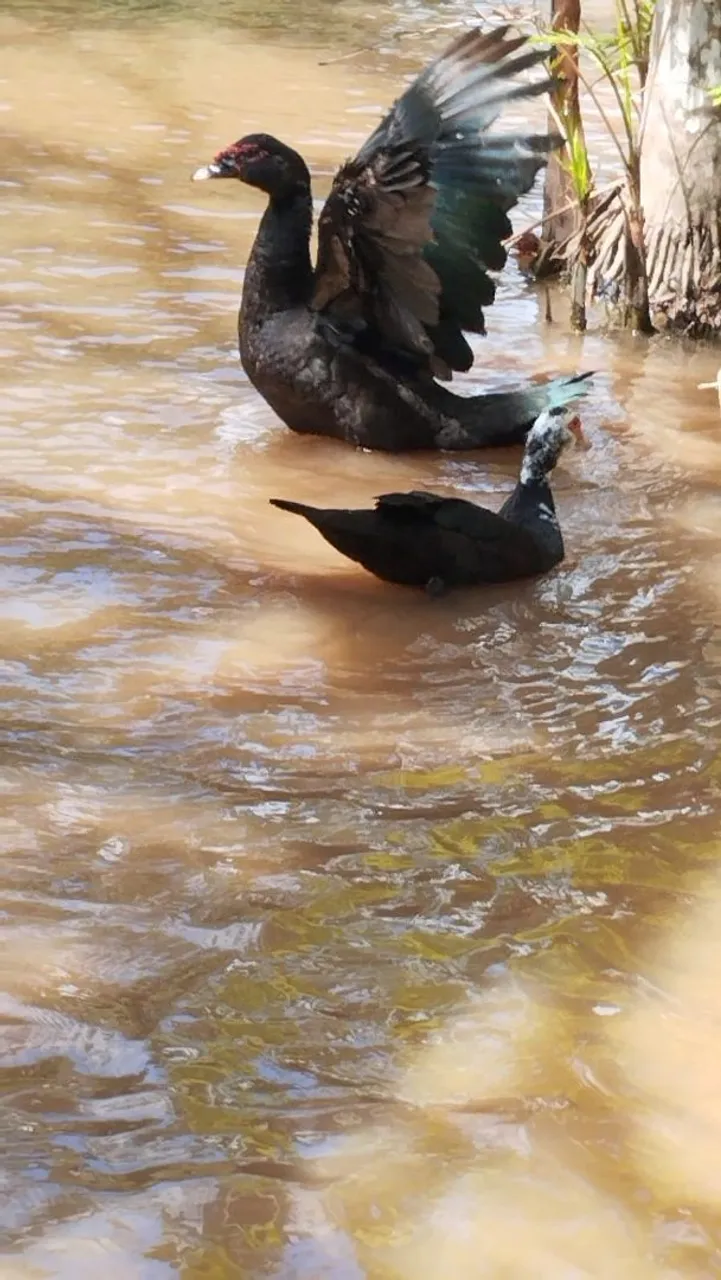 Maravilhosos patos domésticos