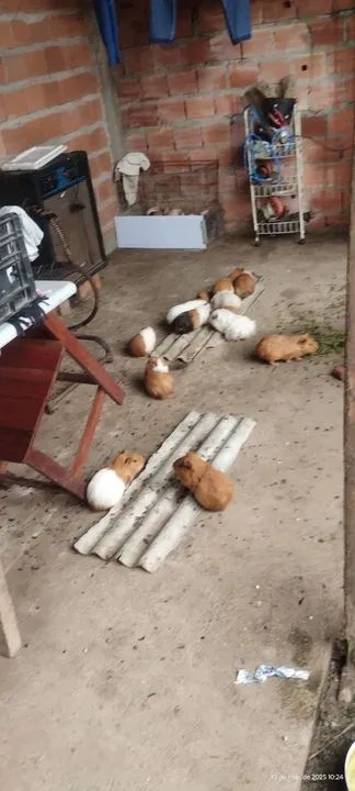 Porquinhos da india a venda. - Foto 2