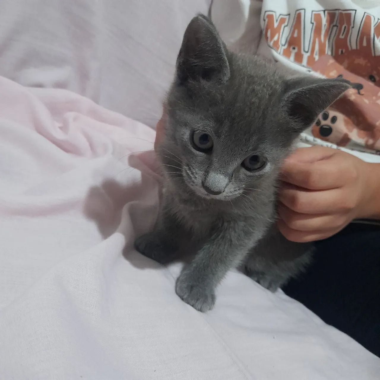 Doação de Gato de 55 dias 