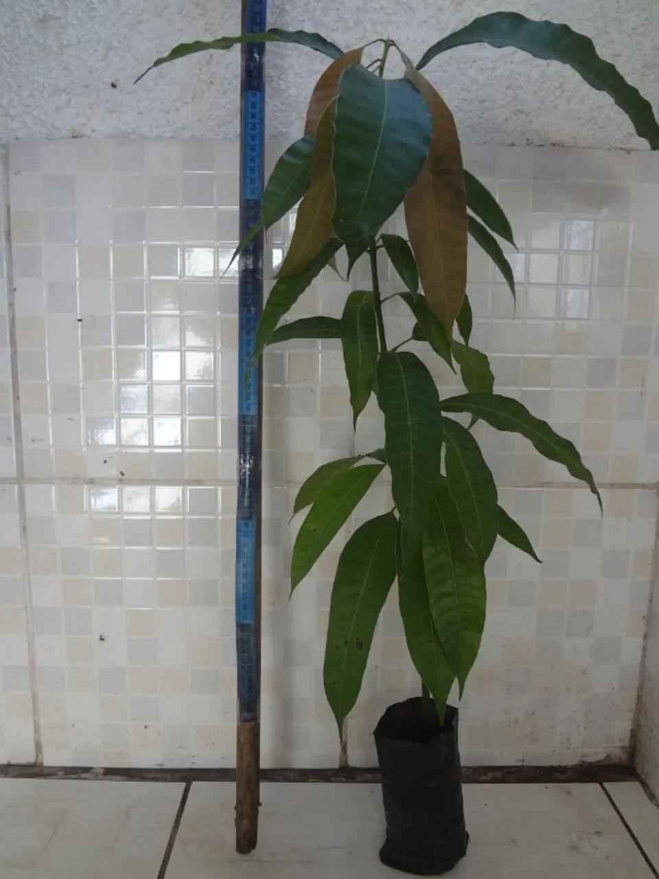 Mudas acerola, tangerina, coco e manga - Foto 6