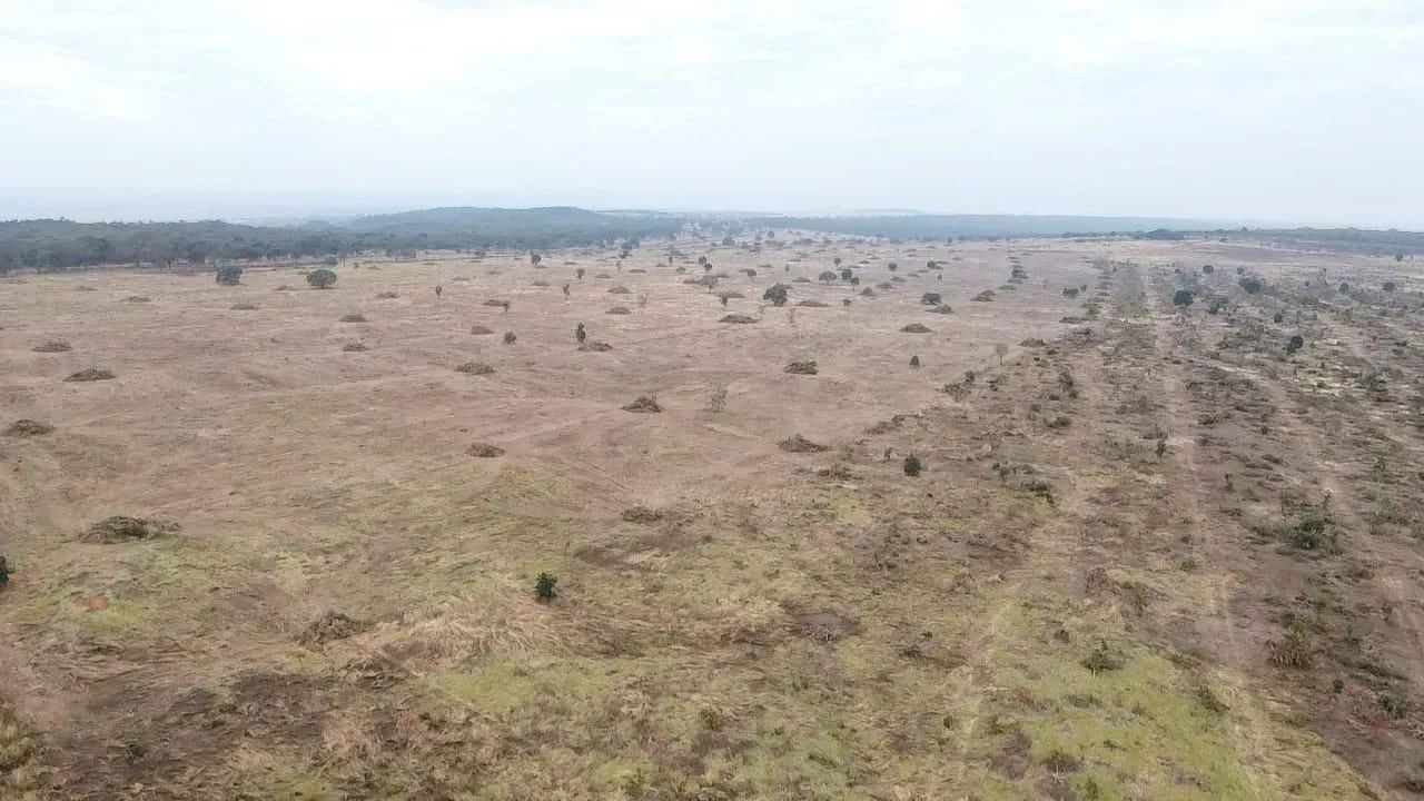 Fazenda arrendamento 2.250 hect em Sonora MS.  - Foto 4
