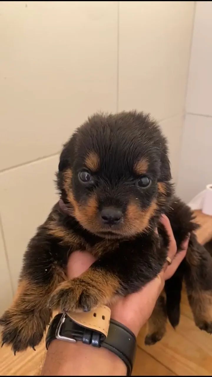 Filhote de Rottweiler - Canil Tempo de Kairós