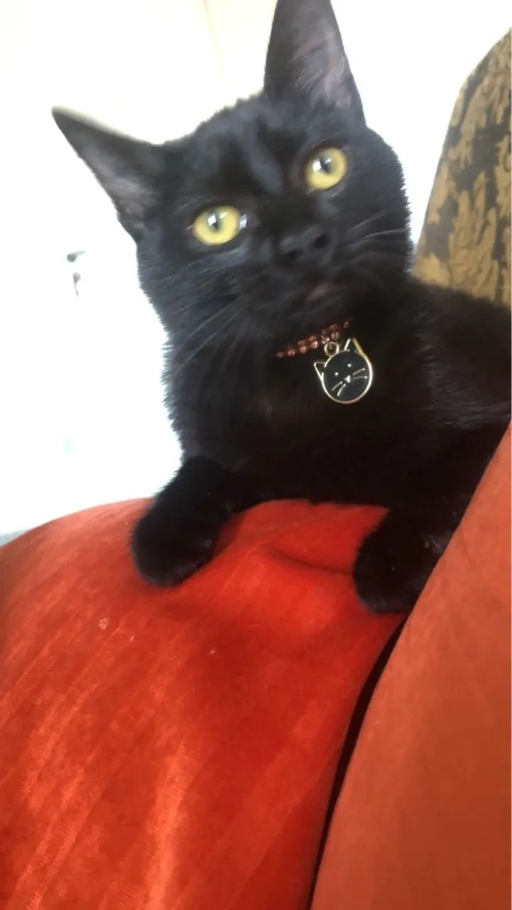 Doação de Gatinha Filhote já Castrada