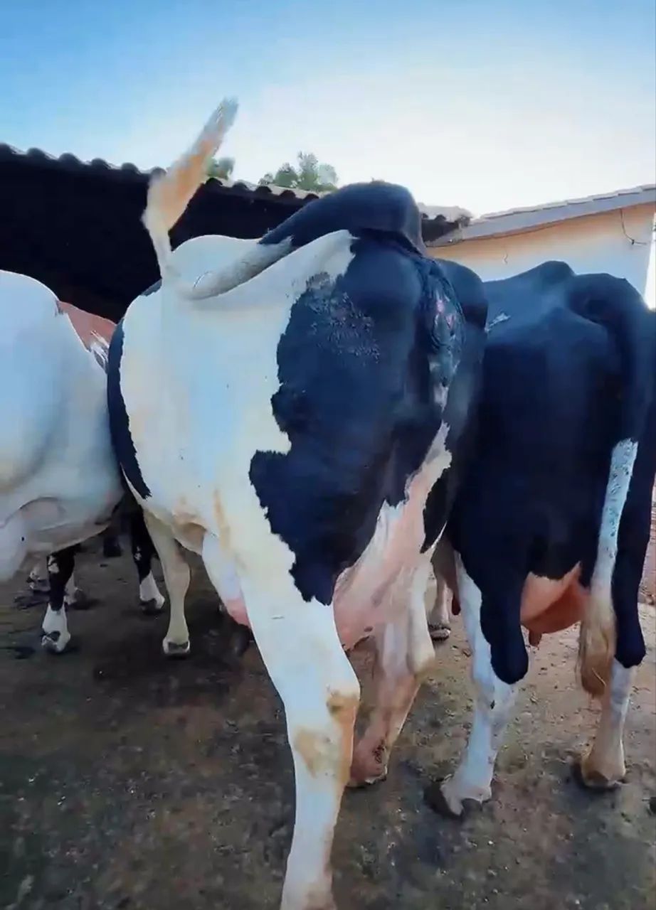 18 Vacas Leiteiras (não sou corretor)  - Foto 5