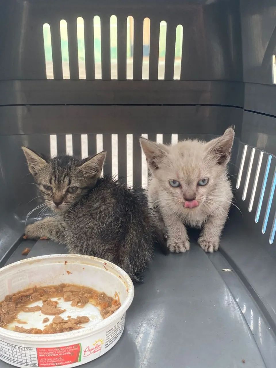 Gatinhas bebês para adoção! - Foto 3