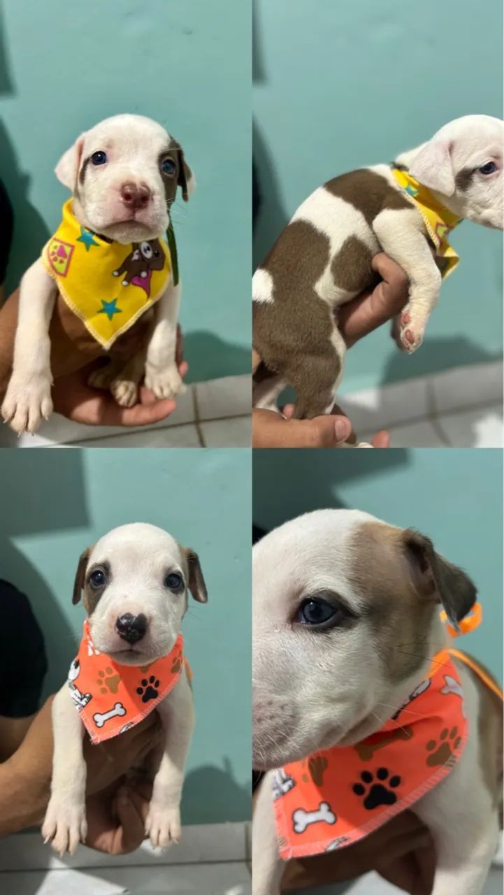 Filhotes Pitbull Macho