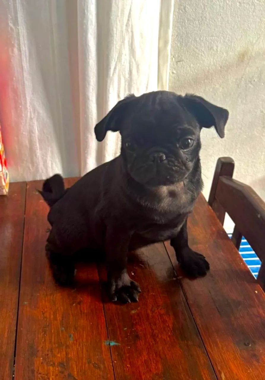 Filhote Pug de raça pura - Foto 3