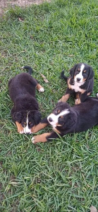 filhote fêmea bernese mountain com pedigree - Foto 5