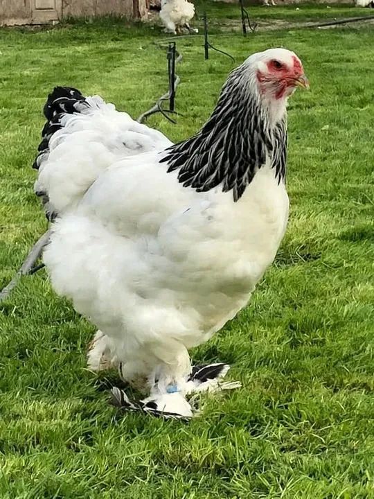 Vendo 4 frangas e 1 frango Brama ,eles tem 3 meses .