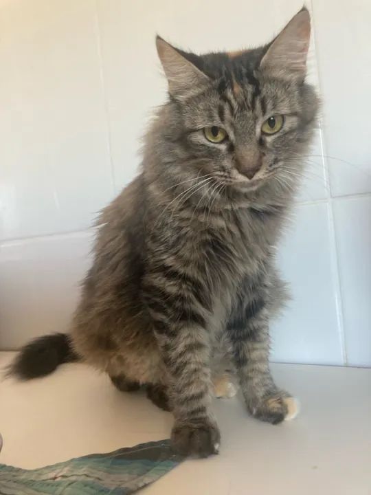 Gata linda e dócil para adoção - Foto 2