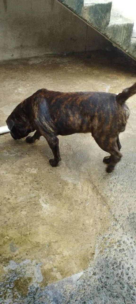 Filhote de Pitbull - Foto 3