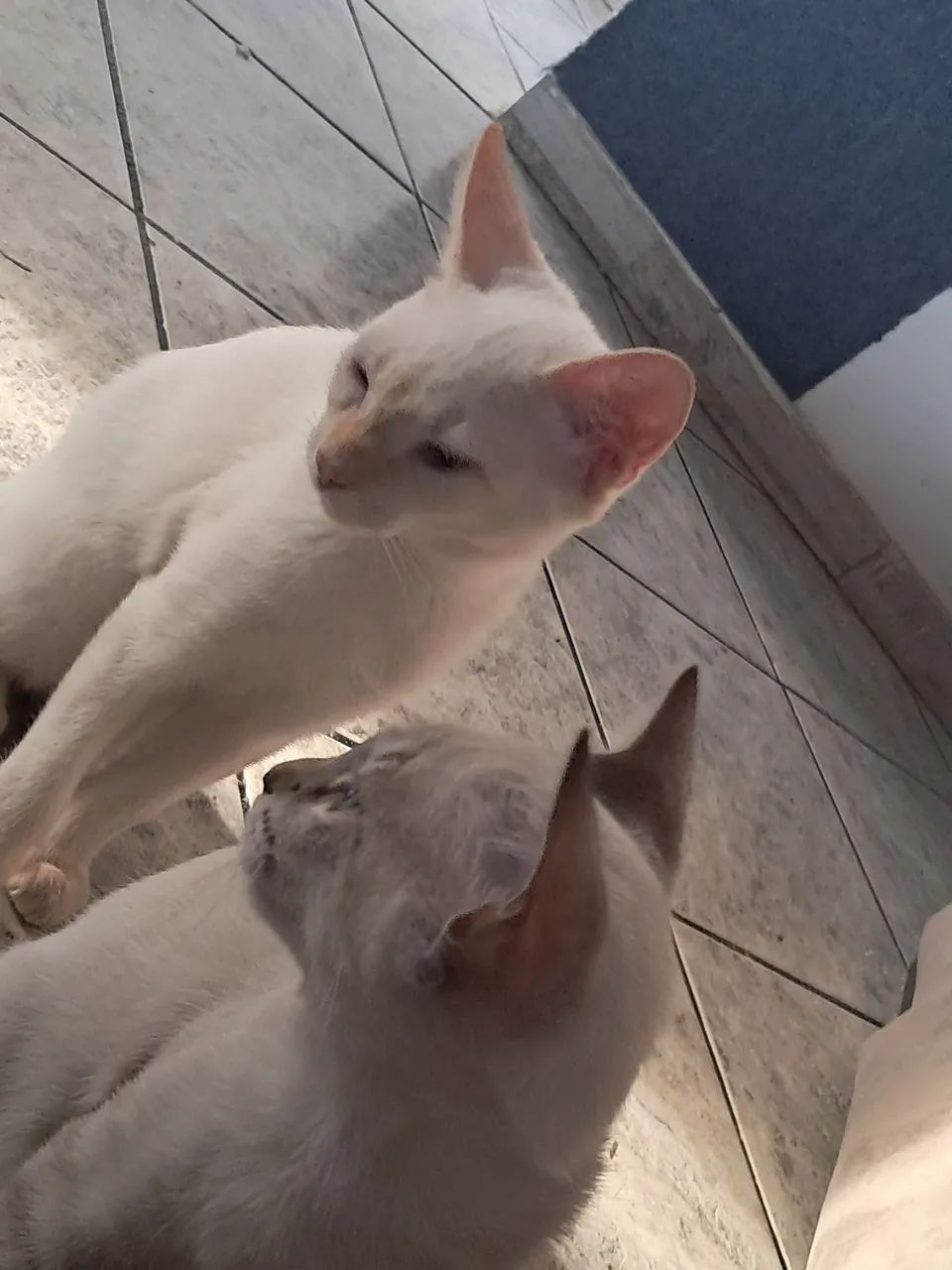 Gatos para doação (branco é macho e a outra é femea) - Foto 3