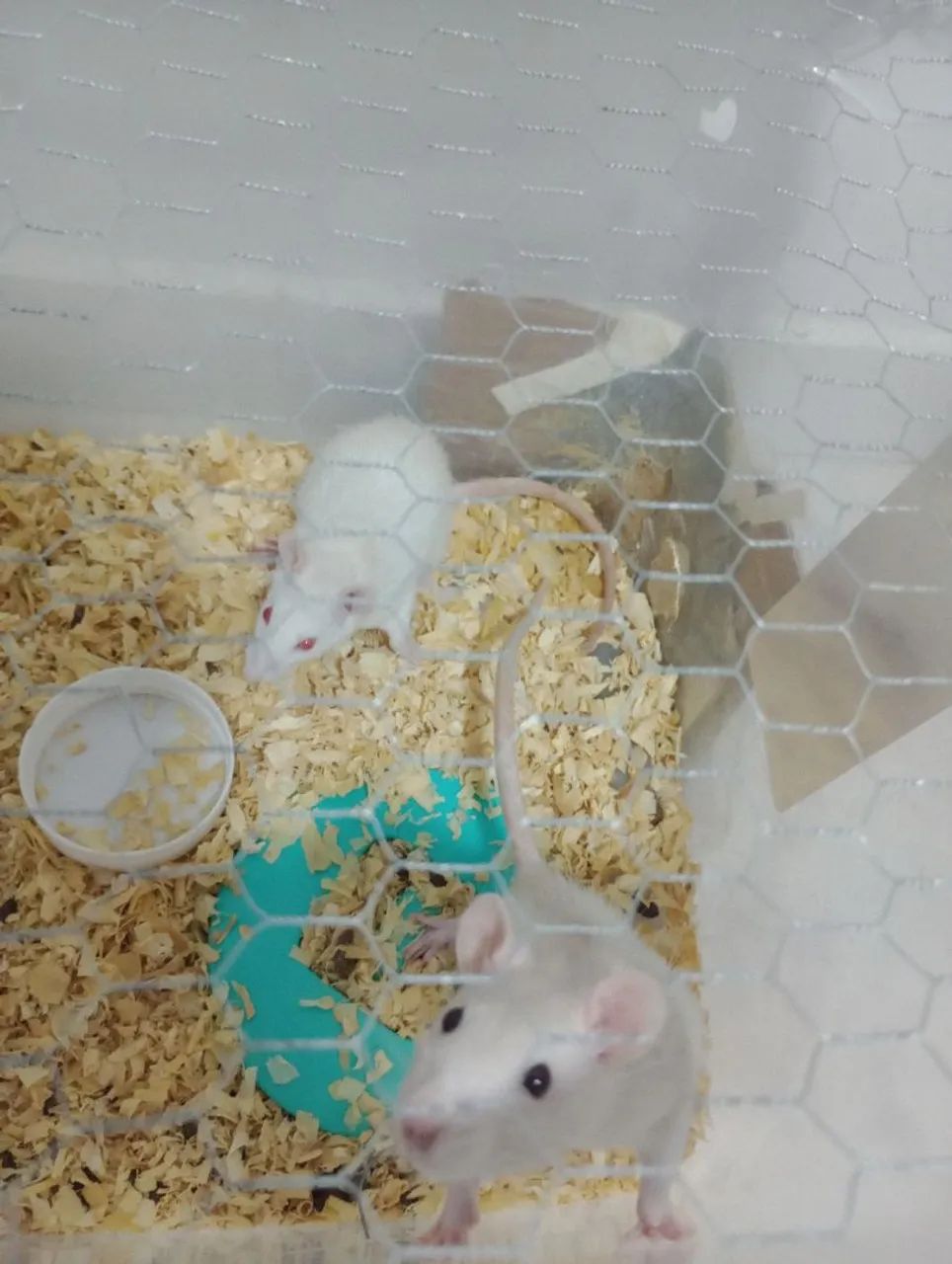 Vendo rato Twister fêmea 