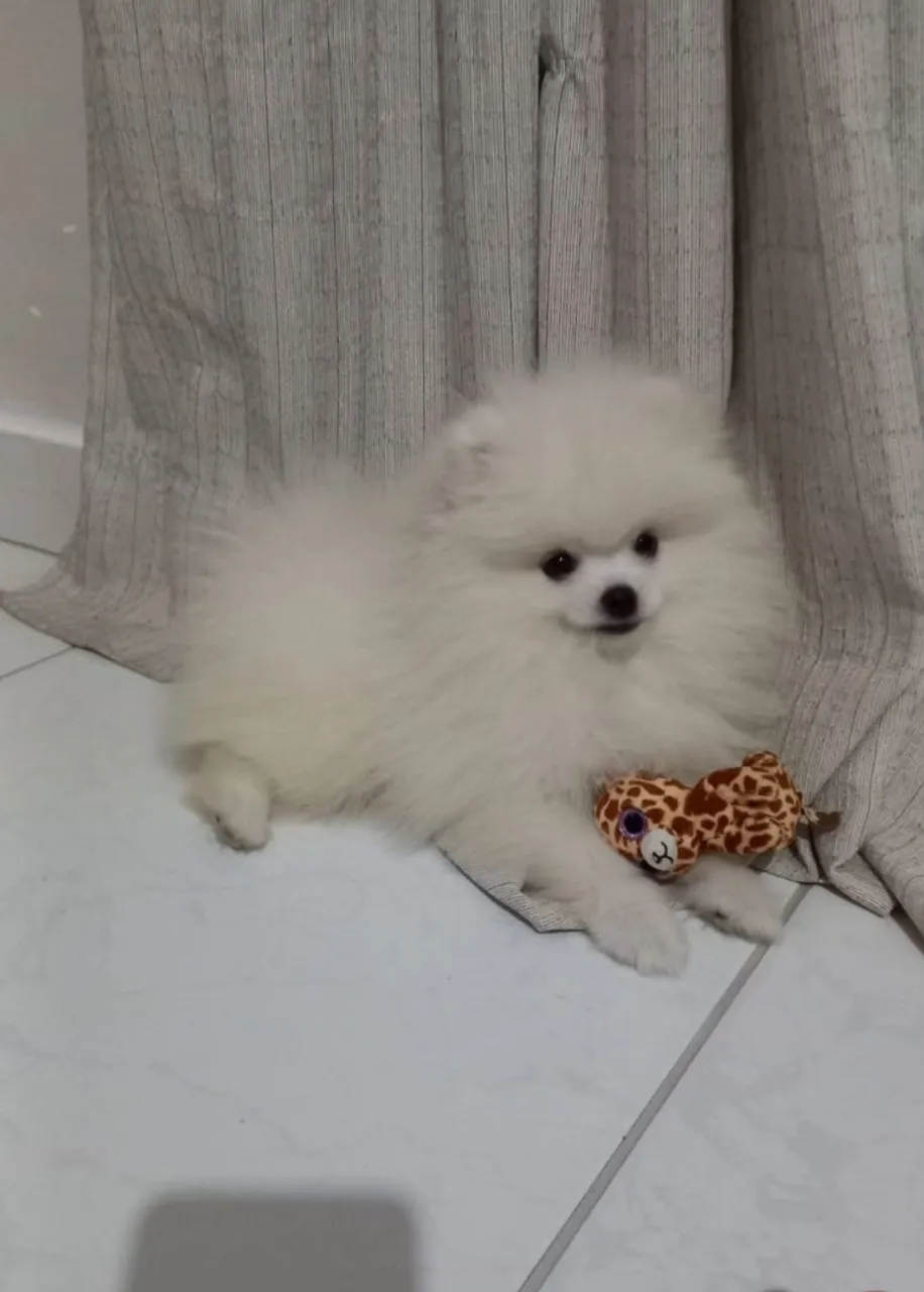 Filhote de Spitz Alemão Fêmea