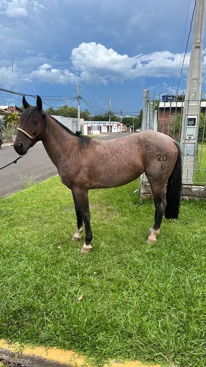 Égua Dom Firmino Pantera