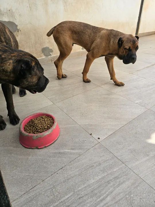 Cane Corso  com 9 meses - Foto 3