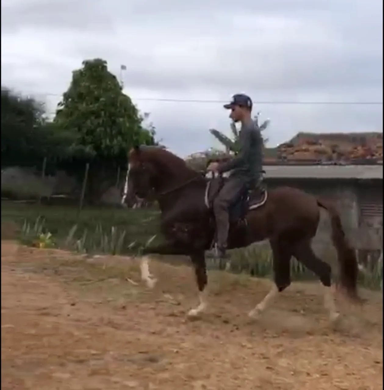 Potro Mangalarga Registrado - Foto 4