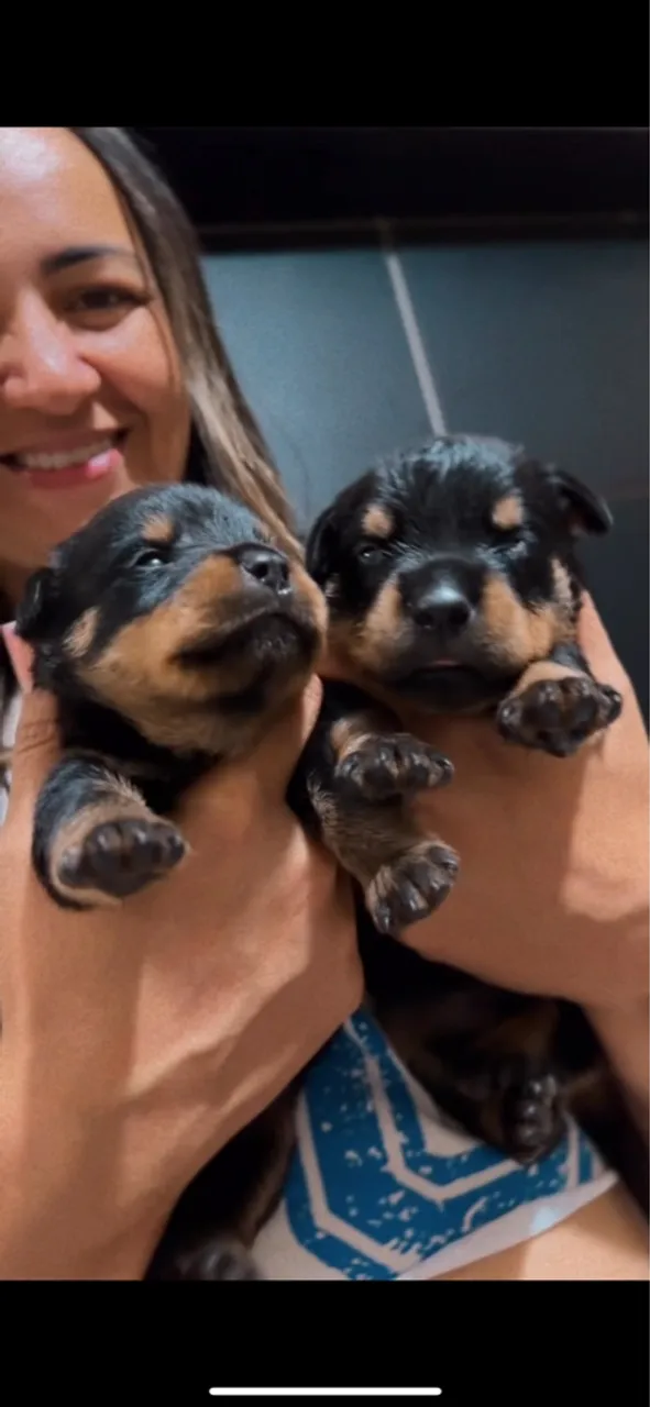 Filhotes de Rottweiler disponíveis