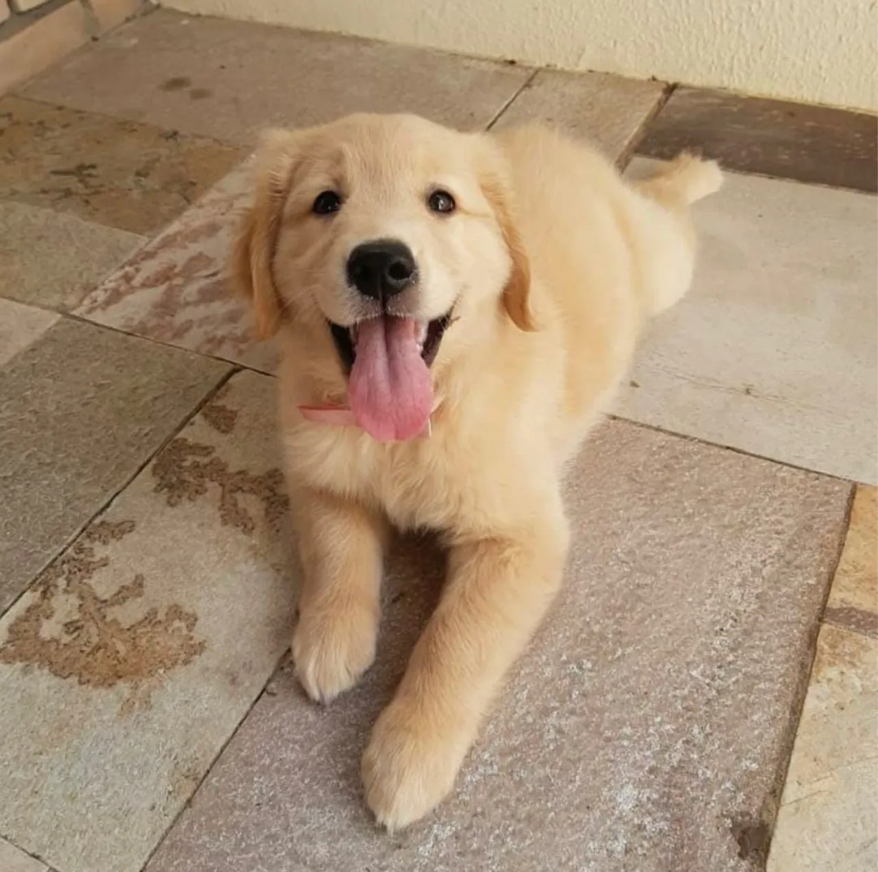 Golden Retriever Um amigo leal para toda vida!