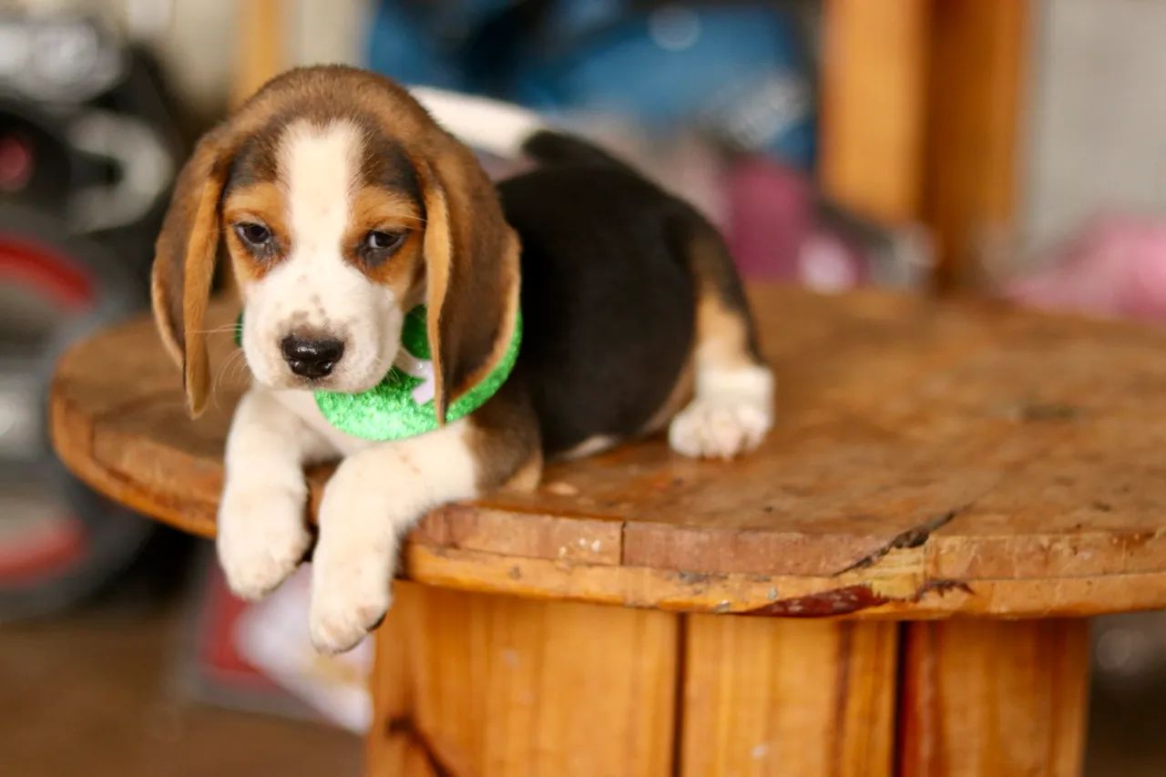 BEAGLE PARCELAMOS  - Foto 5