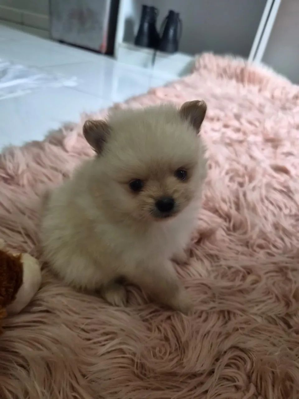 Lulu da Pomerania  - Foto 2