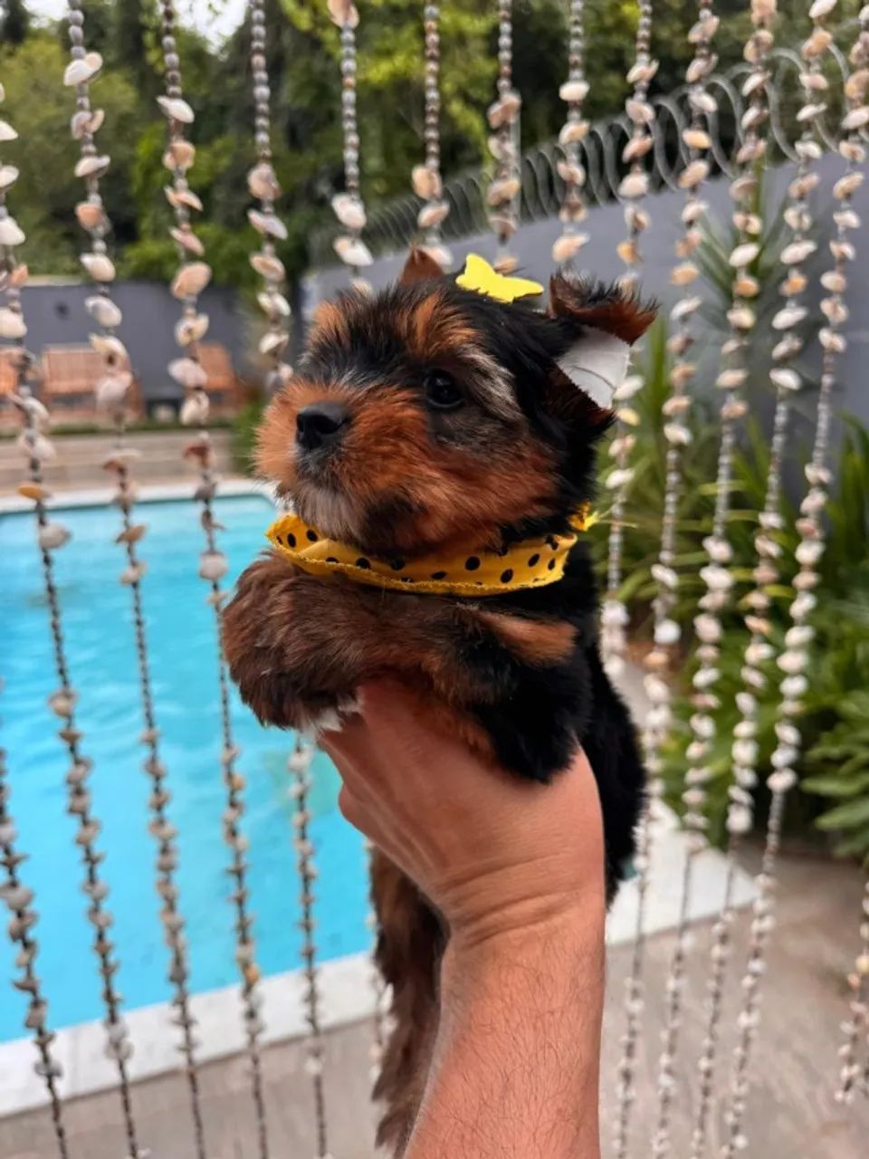 yorkshire mini