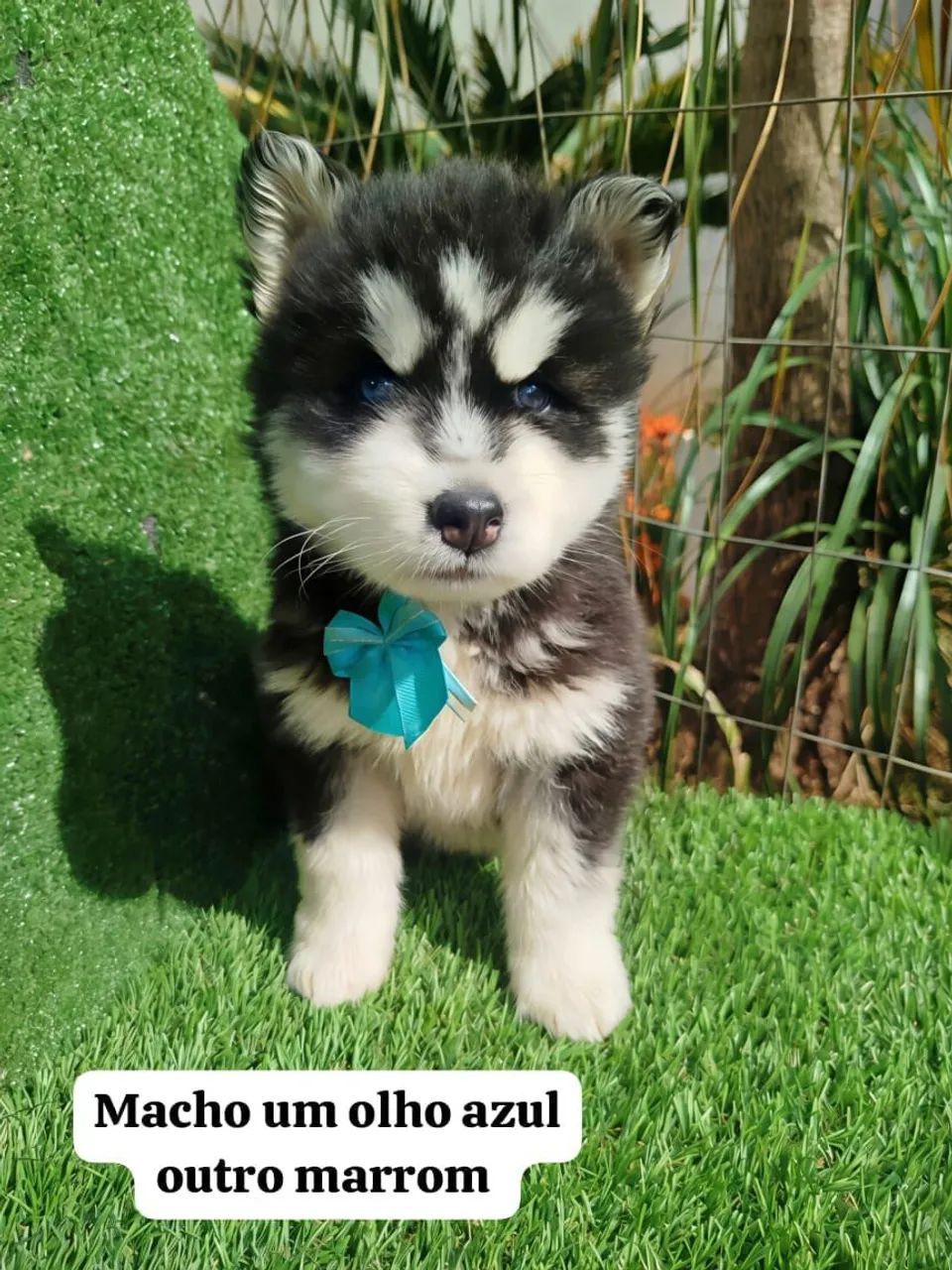 Husky Siberiano filhotes  - Foto 2