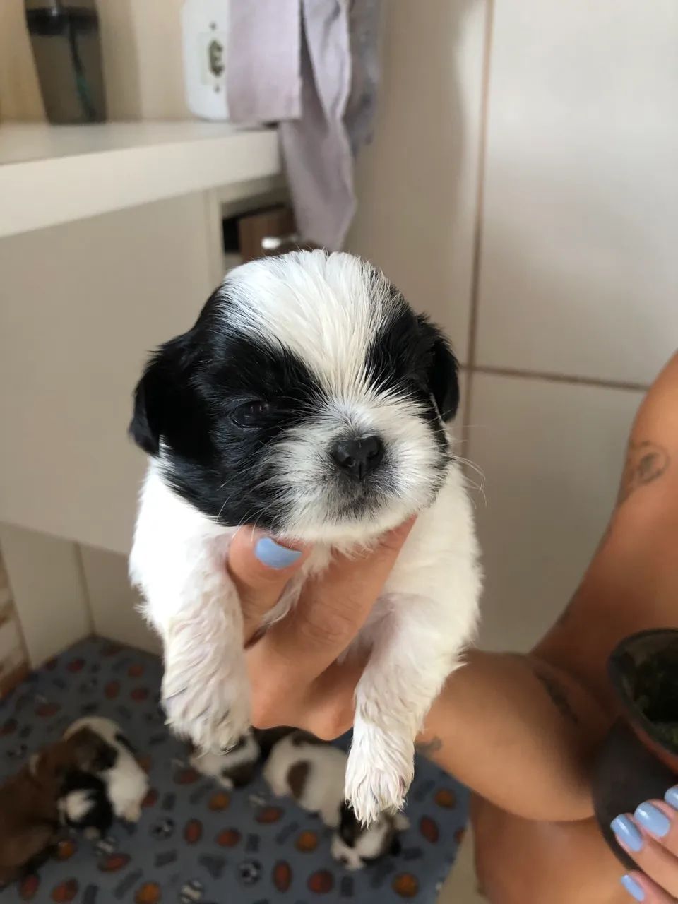 Shih Tzu - Foto 5