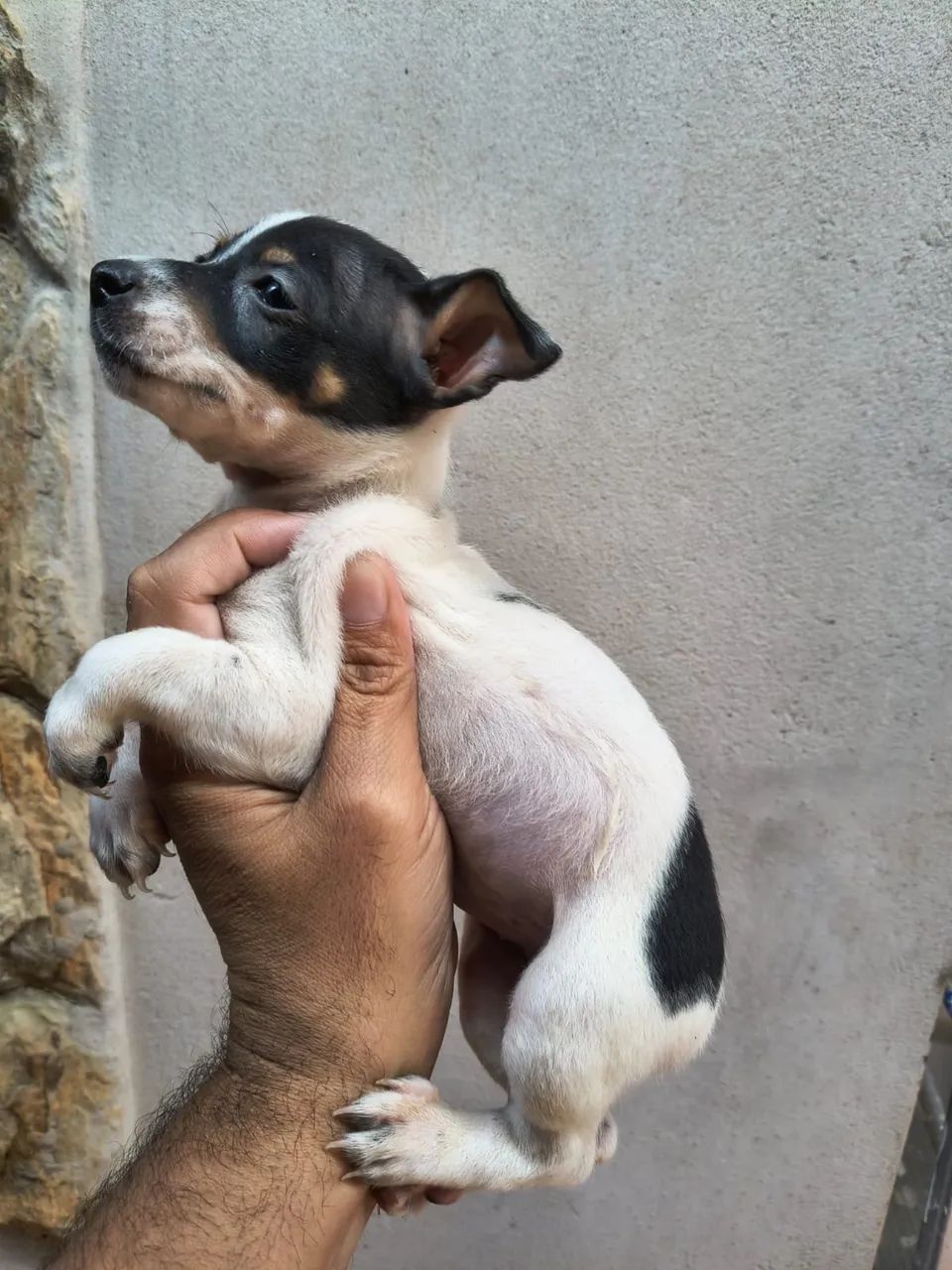 Pinscher 