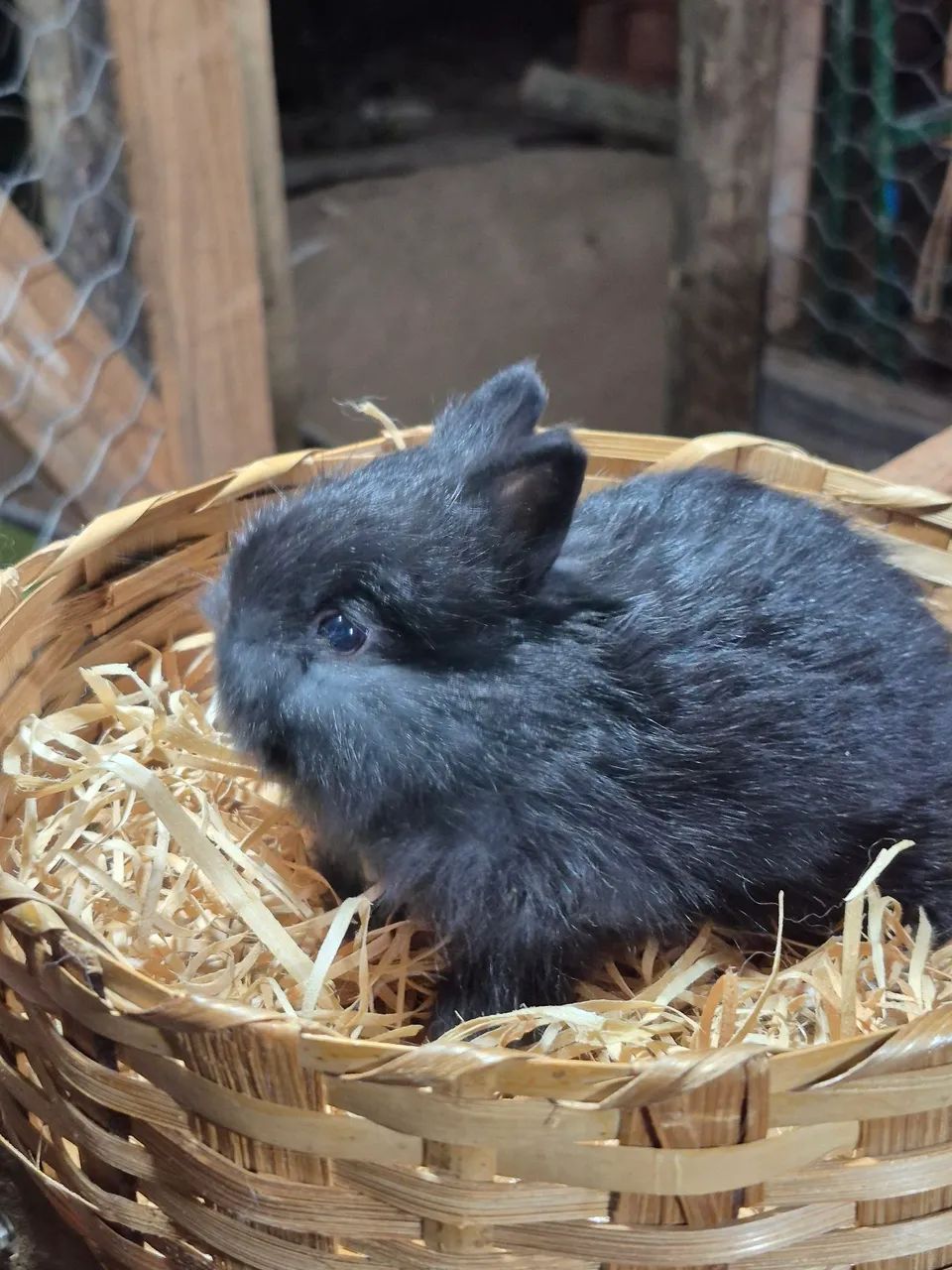 Mini coelhos  - Foto 4