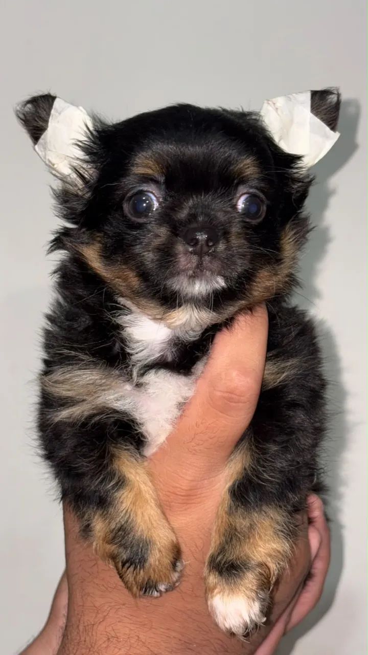 Chihuahua macho com pedigree  - Foto 2