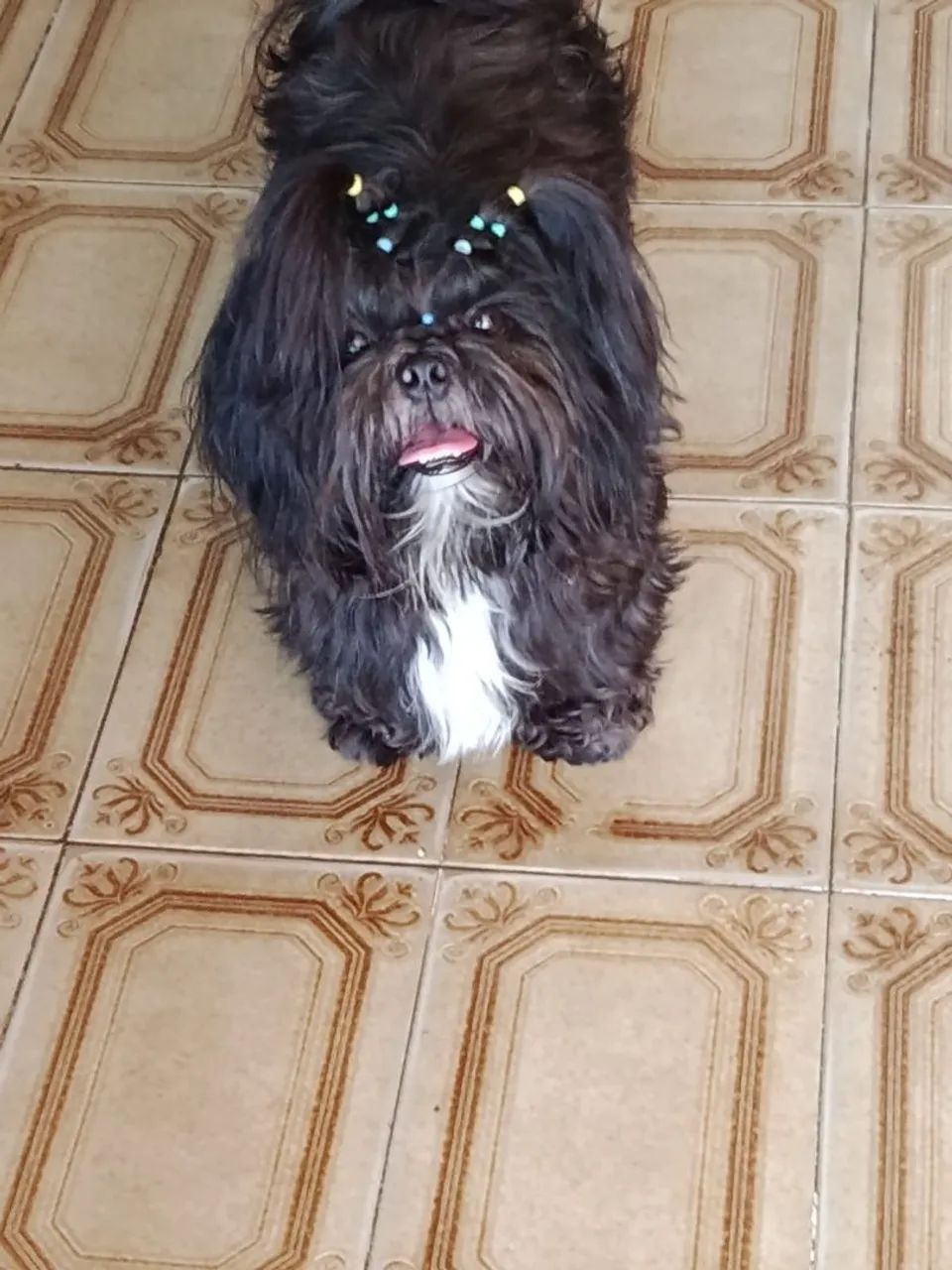 Shih tzu em busca de namorada - Foto 2